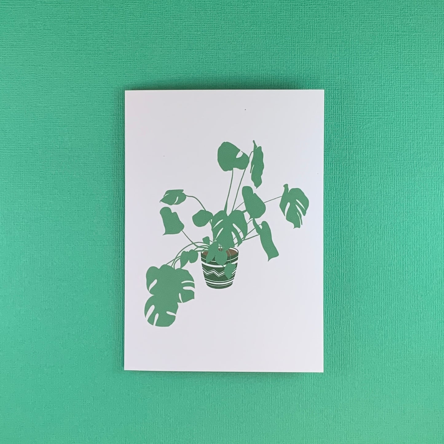 Monstera